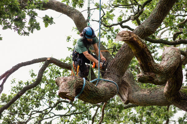  Waldwick, NJ Tree Removal Services Pros