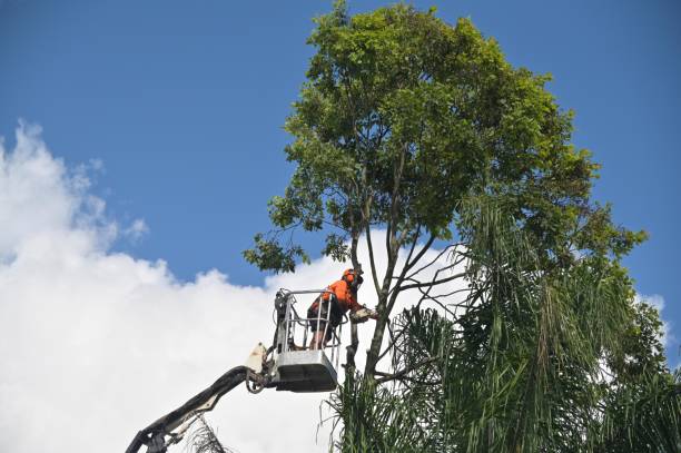 Best Lot and Land Clearing  in Waldwick, NJ